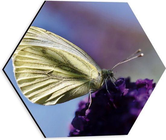 WallClassics - Dibond Hexagon - Papillon Witte sur Bloem Violette - 30x26,1 cm Photo sur Hexagone (Avec Système d'accrochage)
