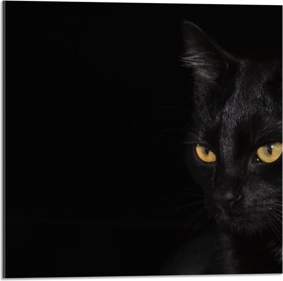 WallClassics - Acrylglas - Zwarte Kat met Zwarte Achtergrond - 50x50 cm Foto op Acrylglas (Met Ophangsysteem)