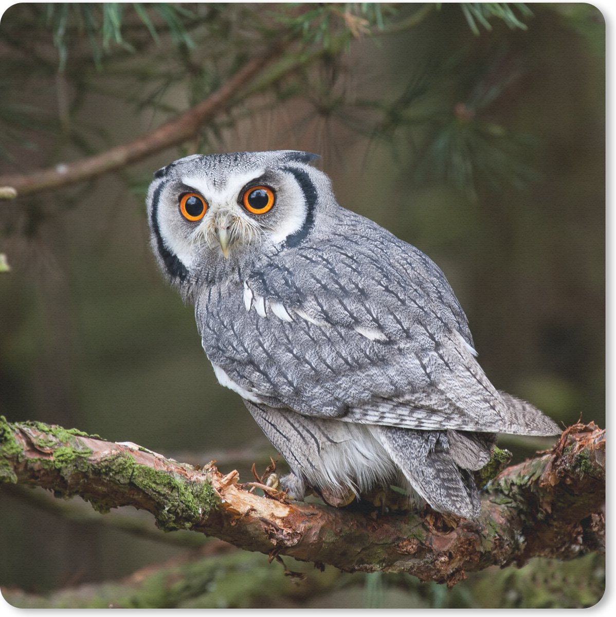 Muismat 30x30 cm - Mousepad Uil - Vogel - Takken - Natuur - Muismatten