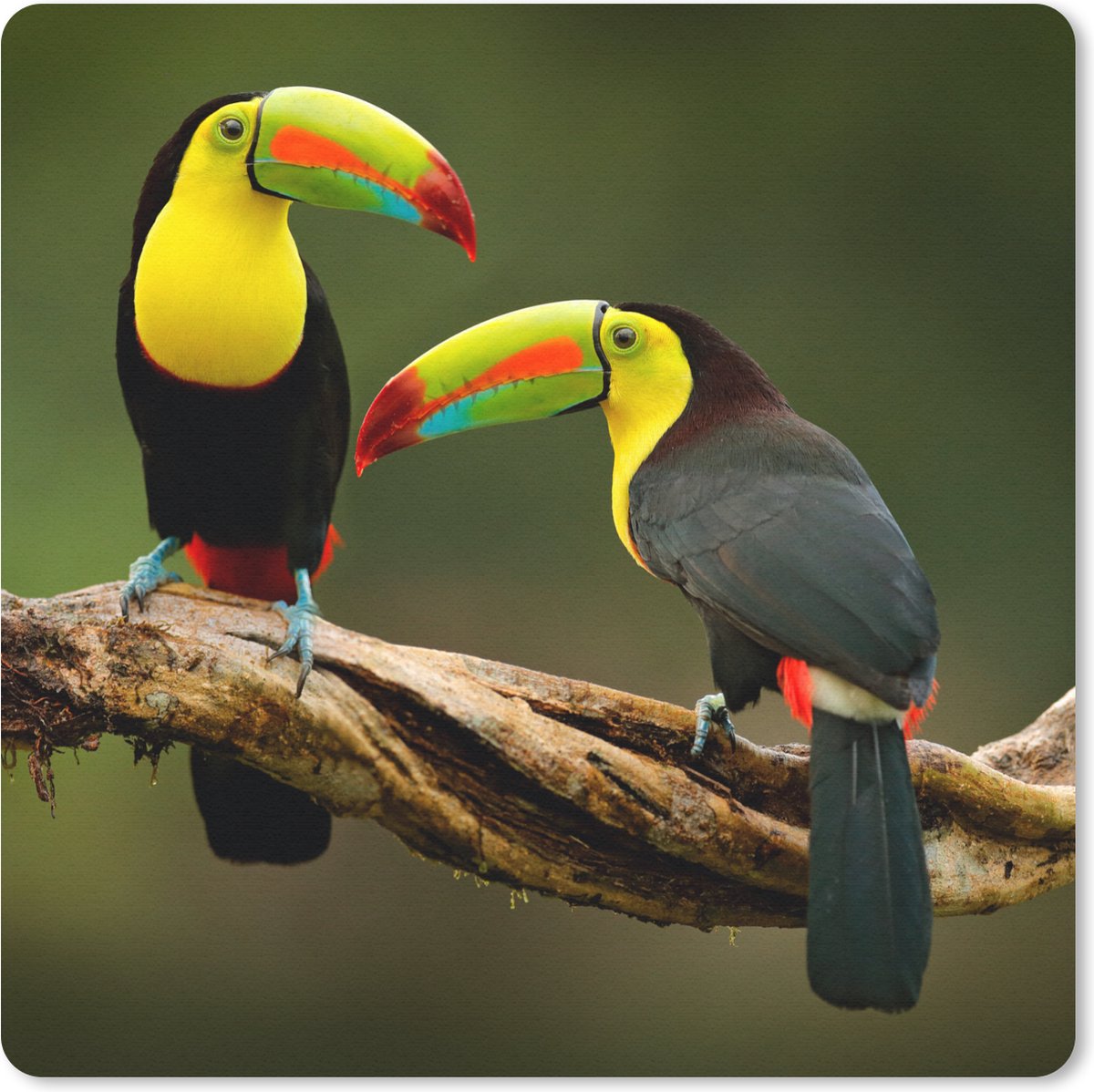 Muismat 20x20 cm - Mousepad Vogels - Toekan - Tak - Dieren - Regenboog - Muismatten