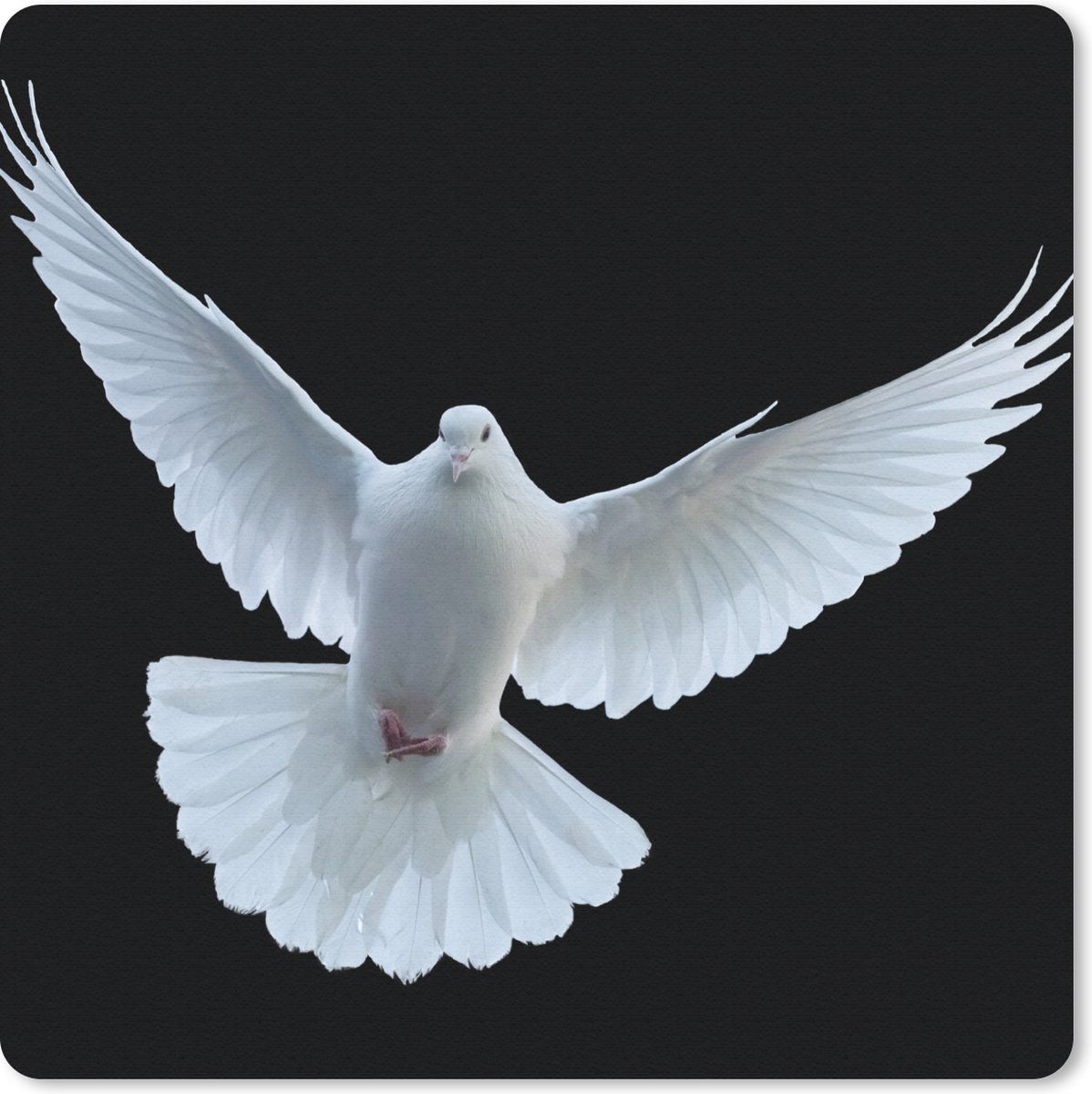Muismat 20x20 cm - Mousepad Duif - Vogel - Zwart - Wit - Portret - Muismatten