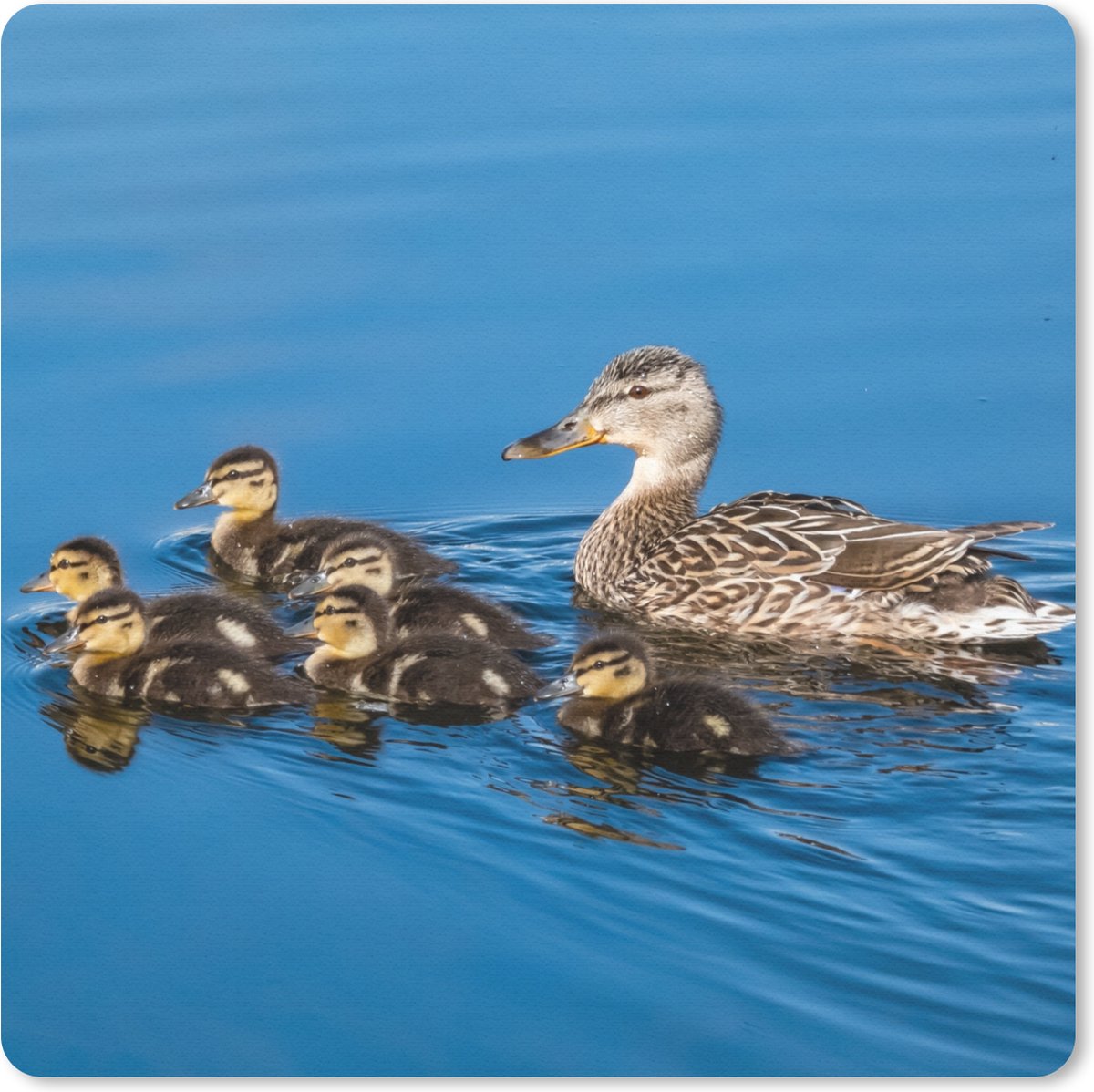 Muismat 20x20 cm - Mousepad Eend - Water - Vogel - Bruin - Muismatten