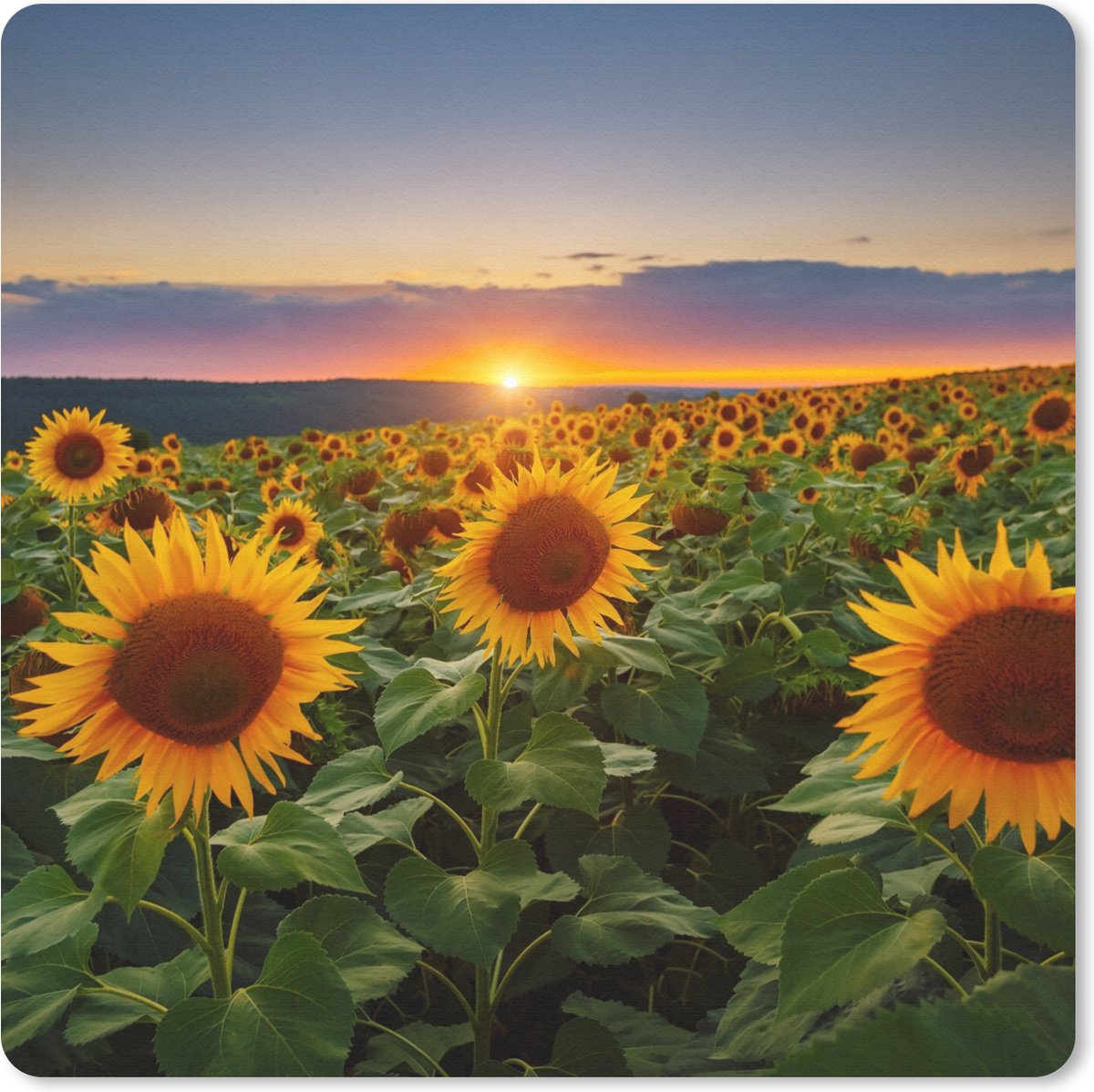 Muismat 20x20 cm - Mousepad Bloemen - Nacht - Zonsondergang - Zonnebloem - Horizon - Muismatten