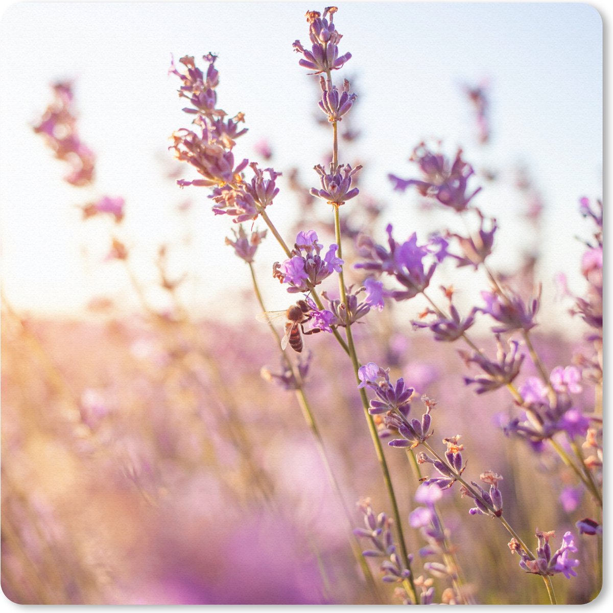 Muismat 20x20 cm - Mousepad Lavendel - Close-up - Zon - Bloemen - Paars - Muismatten