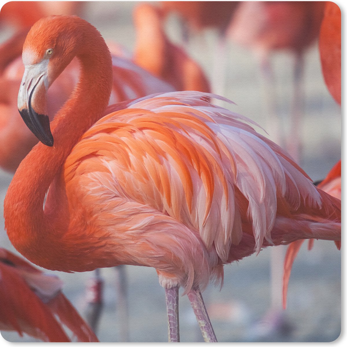 Muismat 30x30 cm - Mousepad Flamingo - Vogel - Dieren - Roze - Muismatten