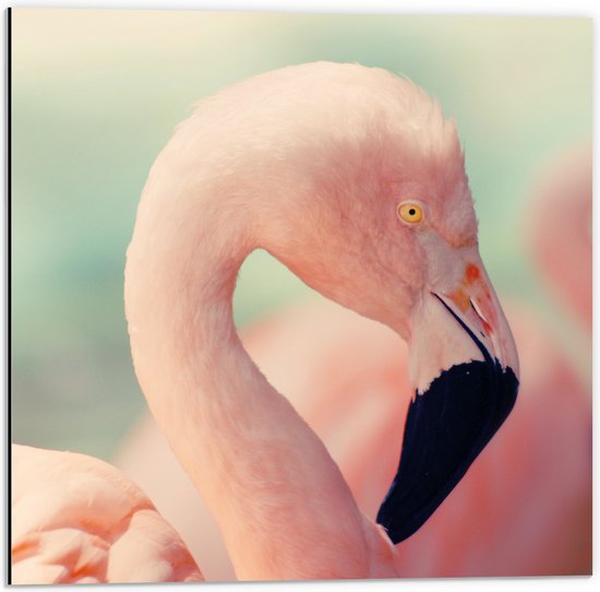 WallClassics - Dibond - Hoofd van een Roze Flamingo - 50x50 cm Foto op Aluminium (Wanddecoratie van metaal)