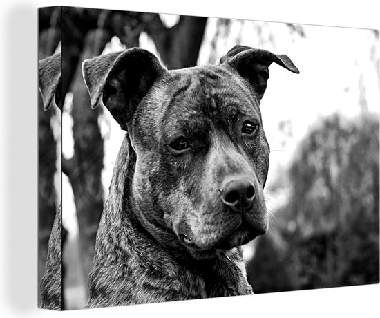 Peinture sur toile un American staffordshire terrier noir et