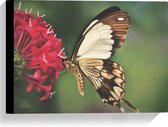 WallClassics - Canvas  - Bruin met Witte Vlinder bij Rode Bloem - 40x30 cm Foto op Canvas Schilderij (Wanddecoratie op Canvas)