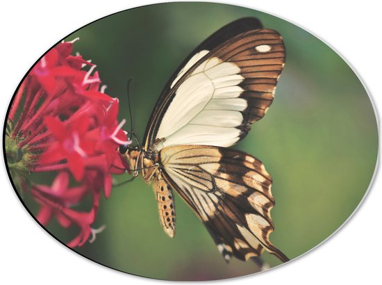 WallClassics - Dibond Ovaal - Bruin met Witte Vlinder bij Rode Bloem - 40x30 cm Foto op Ovaal (Met Ophangsysteem)
