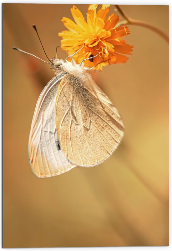 WallClassics - Dibond - Witte Vlinder op Oranje Bloem - 70x105 cm Foto op Aluminium (Wanddecoratie van metaal)