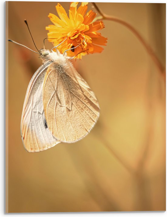 WallClassics - Acrylglas - Witte Vlinder op Oranje Bloem - 30x40 cm Foto op Acrylglas (Met Ophangsysteem)