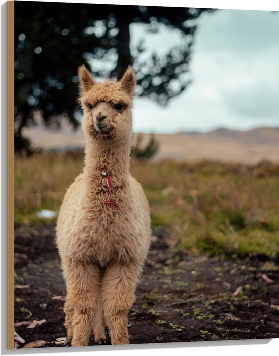 WallClassics - Hout - Alpaca met Belletje - 75x100 cm - 12 mm dik - Foto op Hout (Met Ophangsysteem)