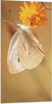 WallClassics - Vlag - Witte Vlinder op Oranje Bloem - 50x100 cm Foto op Polyester Vlag