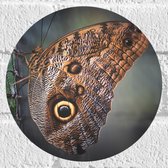 WallClassics - Muursticker Cirkel - Bruine Vlinder op het Hek - 20x20 cm Foto op Muursticker