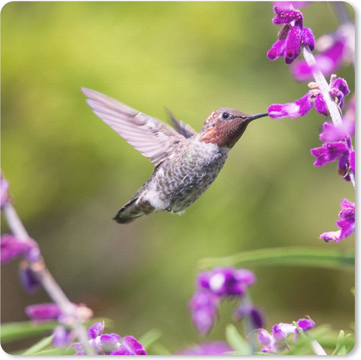 Muismat 30x30 cm - Mousepad Kolibrie - Vogel - Bloemen - Natuur - Muismatten