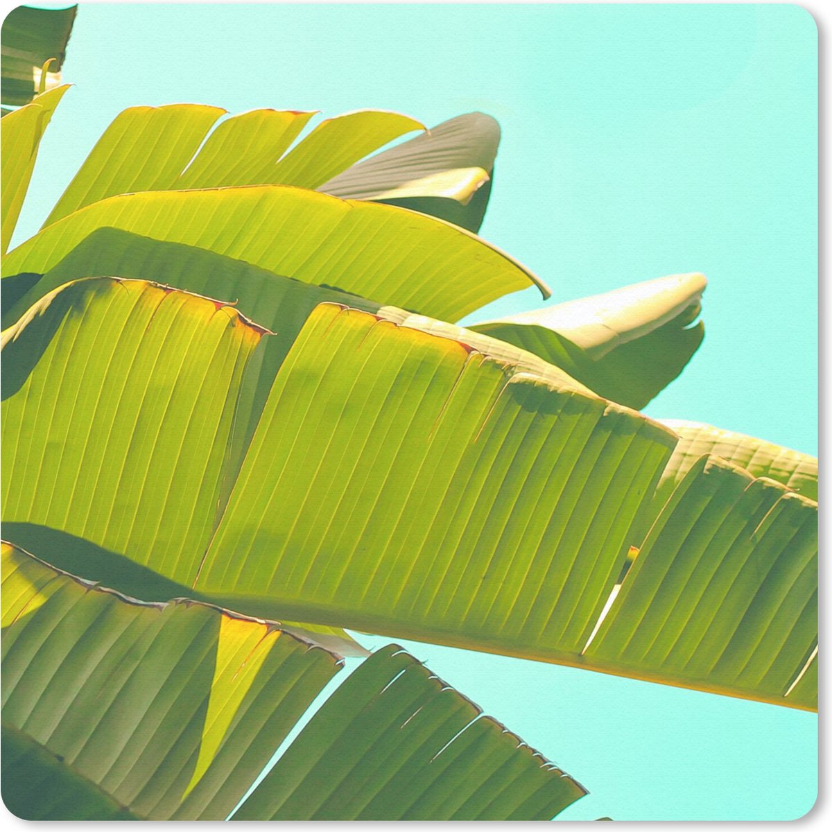 Muismat 20x20 cm - Mousepad Bananenblad - Bladeren - Tropisch - Zomer - Muismatten