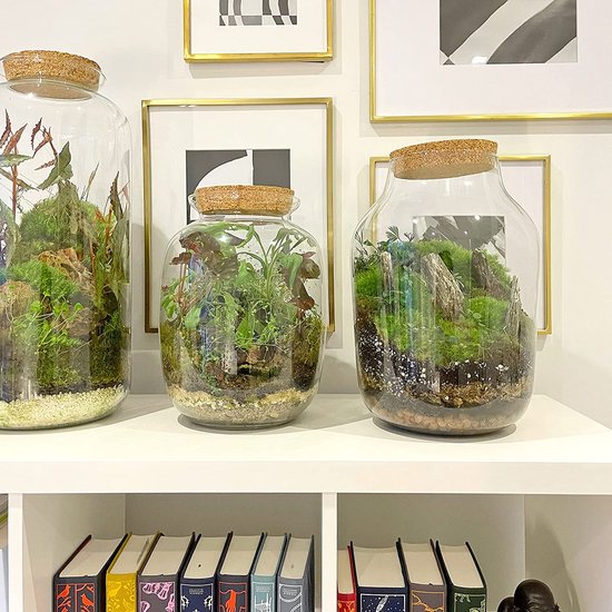 Pot de terrarium Ecosomnia avec couvercle - Groot vivarium en verre pour  plantes de... | bol.com