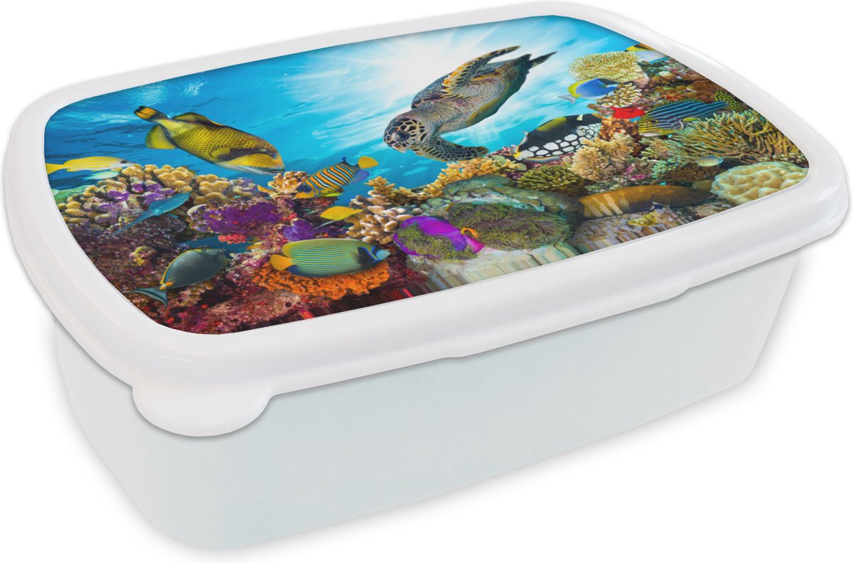 Broodtrommel Wit - Lunchbox - Brooddoos - Schildpad - Zee - Koraal - 18x12x6 cm - Volwassenen