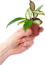PLNTS - Baby Hoya Carnosa Tricolor (Wasbloem) - Kamerplant - Kweekpot 6 cm - Hoogte 10 cm