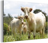 Vaches Witte sur le terrain Aluminium 90x60 cm - Tirage photo sur aluminium (décoration murale métal)