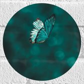 WallClassics - Muursticker Cirkel - Blauw Vlindertje  - 20x20 cm Foto op Muursticker