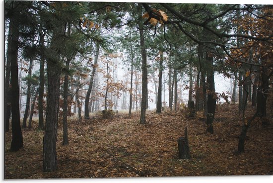 WallClassics - Dibond - Herfstbladeren tussen de Bomen in een Bos - 75x50 cm Foto op Aluminium (Met Ophangsysteem)