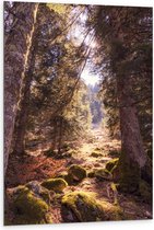 WallClassics - Dibond - Zacht Licht in Groen Bos - 80x120 cm Foto op Aluminium (Wanddecoratie van metaal)