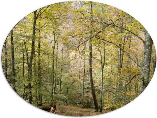 WallClassics - Dibond Ovaal - Bomen op een Helling in een Bos - 108x81 cm Foto op Ovaal (Met Ophangsysteem)