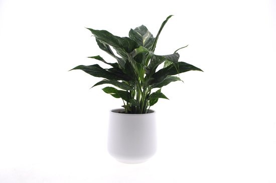 Promo Chrysanthème Pot 13 Cm chez Netto