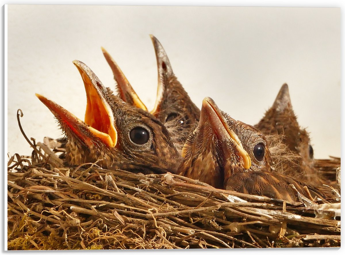 PVC Schuimplaat - Baby Vogeltjes in een Nest - 40x30 cm Foto op PVC Schuimplaat (Met Ophangsysteem)