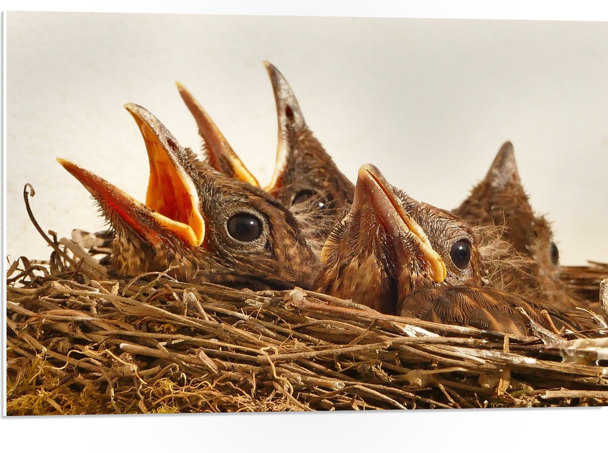 PVC Schuimplaat- Baby Vogeltjes in een Nest - 75x50 cm Foto op PVC Schuimplaat