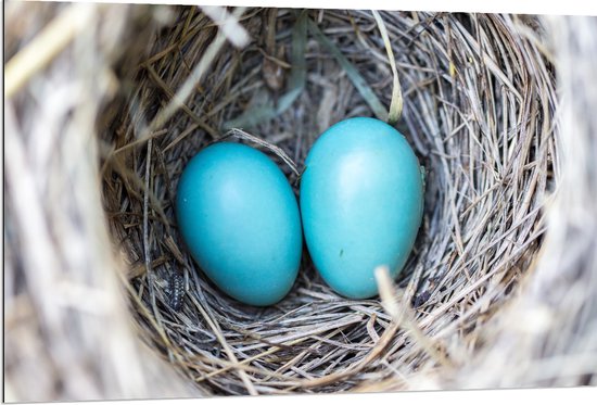 WallClassics - Dibond - Blauwe Eieren in een Nest - 120x80 cm Foto op Aluminium (Met Ophangsysteem)