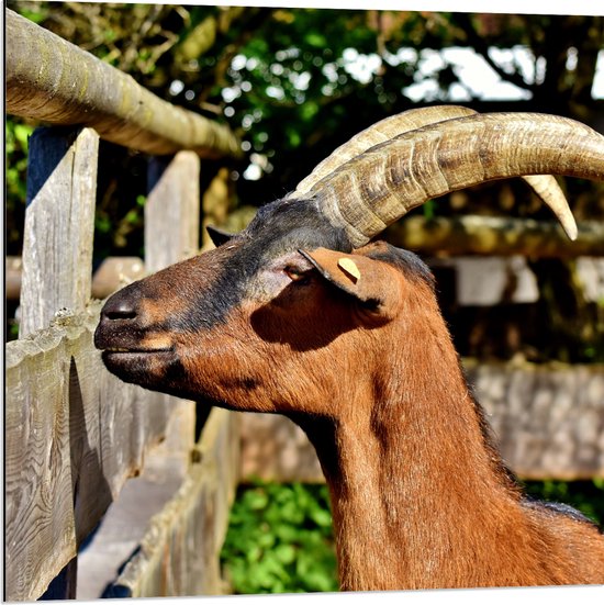 WallClassics - Dibond - Alpine Chamois Geit - 80x80 cm Foto op Aluminium (Wanddecoratie van metaal)