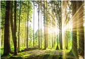 Fotobehangkoning - Behang - Vliesbehang - Fotobehang Bos met Zonnestralen - 200 x 140 cm