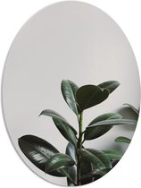 WallClassics - PVC Schuimplaat Ovaal - Plant tegen Witte Muur - 72x96 cm Foto op Ovaal  (Met Ophangsysteem)