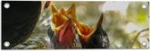 WallClassics - Garden Poster - Bébé Birds Get Food - 60x20 cm Photo sur Garden Poster (décoration murale pour l'extérieur et l'intérieur)