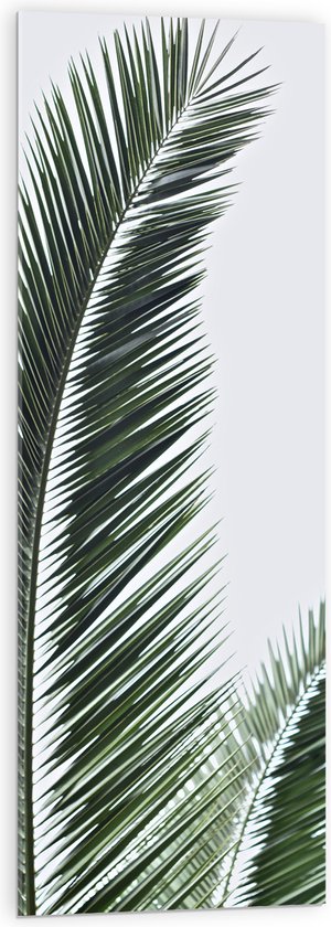 WallClassics - Acrylglas - Groene Palmtak tegen Witte Achtergrond - 40x120 cm Foto op Acrylglas (Wanddecoratie op Acrylaat)