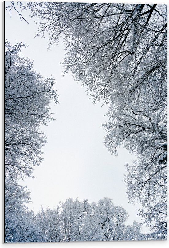 WallClassics - Dibond - Onderaanzicht van Sneeuwtakken - 40x60 cm Foto op Aluminium (Wanddecoratie van metaal)
