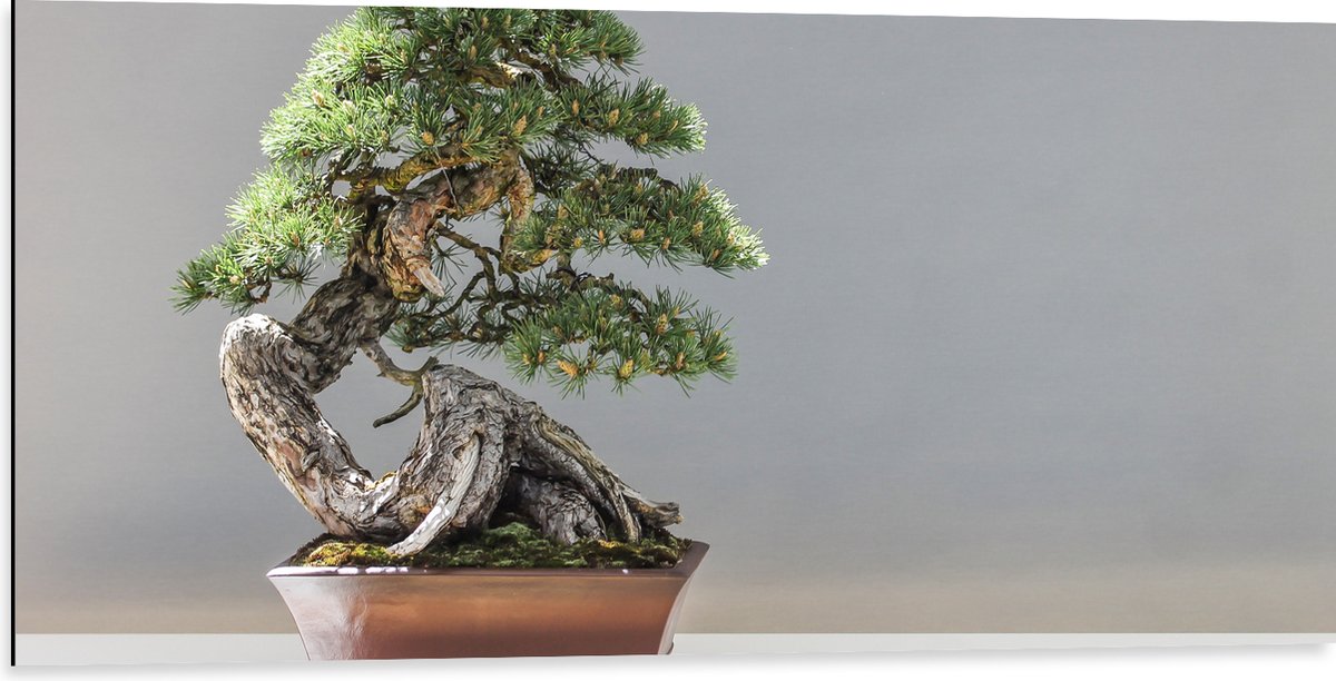 WallClassics - Dibond - Foto van een Bonsai Boompje - 100x50 cm Foto op Aluminium (Met Ophangsysteem)