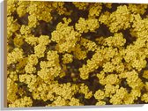 WallClassics - Hout - Gele Bloemen - 80x60 cm - 12 mm dik - Foto op Hout (Met Ophangsysteem)