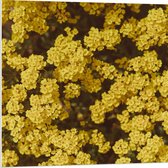 WallClassics - Panneau de mousse PVC - Fleurs jaunes - Photo 80 x 80 cm sur panneau de mousse PVC (avec système de suspension)