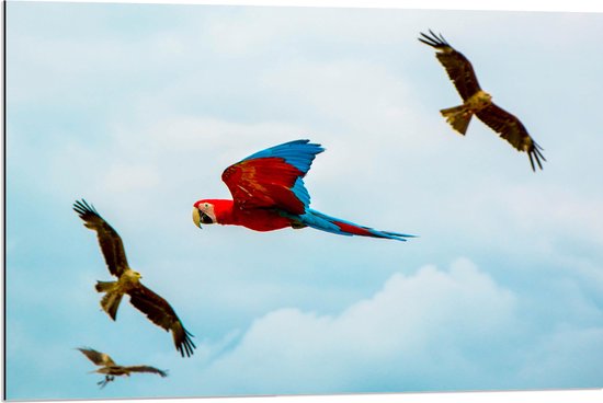 WallClassics - Dibond - Vliegende Vogels Ara Papegaaien - 90x60 cm Foto op Aluminium (Wanddecoratie van metaal)