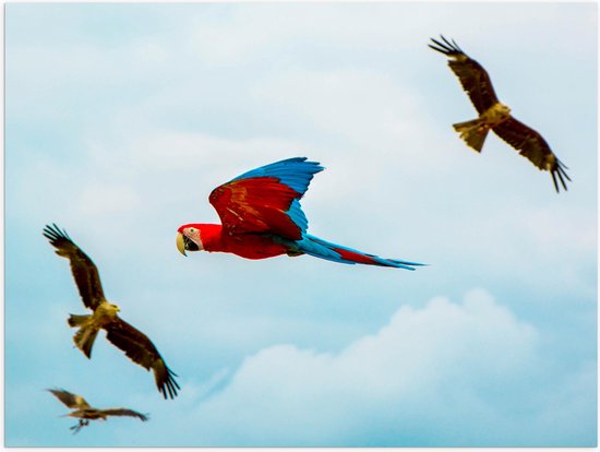 WallClassics - Poster Glanzend – Vliegende Vogels Ara Papegaaien - 80x60 cm Foto op Posterpapier met Glanzende Afwerking