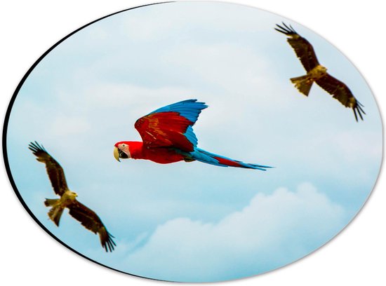 WallClassics - Dibond Ovaal - Vliegende Vogels Ara Papegaaien - 28x21 cm Foto op Ovaal (Met Ophangsysteem)
