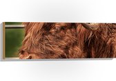 WallClassics - Hout - Bruine Stier Buiten - 90x30 cm - 12 mm dik - Foto op Hout (Met Ophangsysteem)