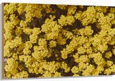 WallClassics - Hout - Gele Bloemen - 120x80 cm - 12 mm dik - Foto op Hout (Met Ophangsysteem)