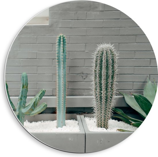 WallClassics - PVC Schuimplaat Muurcirkel - Cactus Plantenbak - 40x40 cm Foto op Muurcirkel (met ophangsysteem)