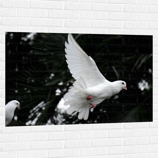 WallClassics - Muursticker - Vliegende Witte Duif - 120x80 cm Foto op Muursticker