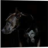 WallClassics - Acrylglas - Zwarte Hond met Donkere Achtergrond - 50x50 cm Foto op Acrylglas (Wanddecoratie op Acrylaat)