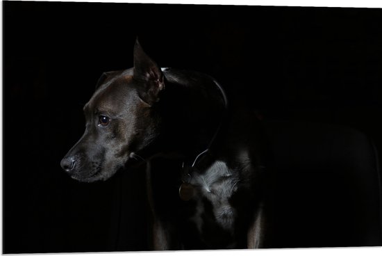 WallClassics - Dibond - Zwarte Hond met Donkere Achtergrond - 90x60 cm Foto op Aluminium (Wanddecoratie van metaal)